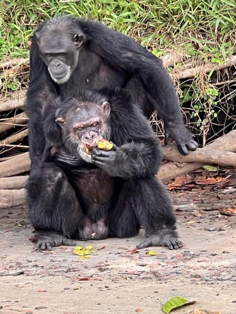 Chimpancés